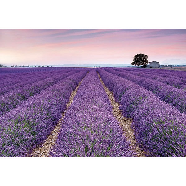 PROVENCE