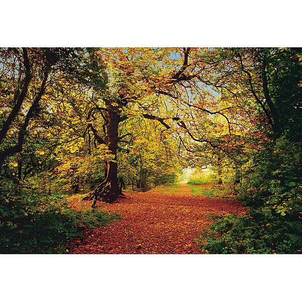 AUTUMN FOREST