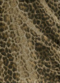 ROBERTO CAVALLI HOME N0-5