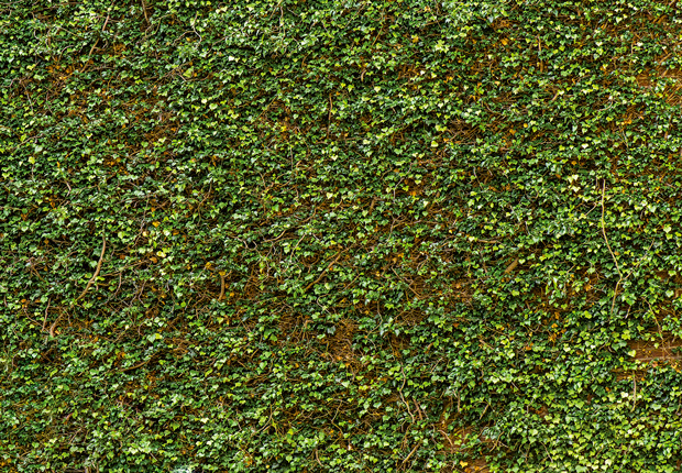 IVY WALL