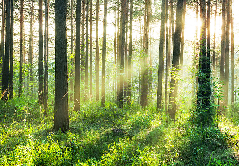 SUNSET IN THE WOODS