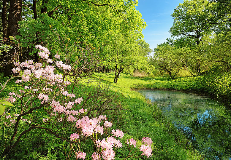 PARK IN THE SPRING