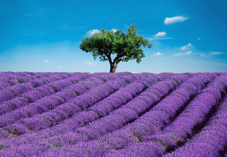 PROVENCE