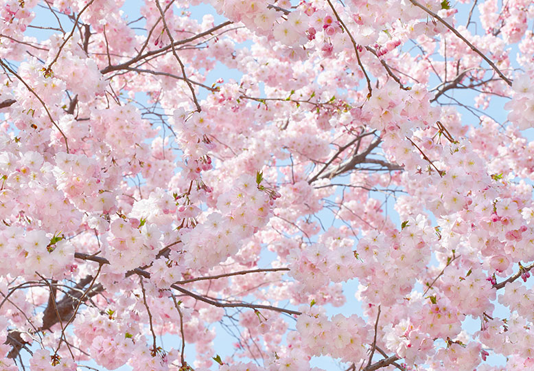 PINK BLOSSOMS
