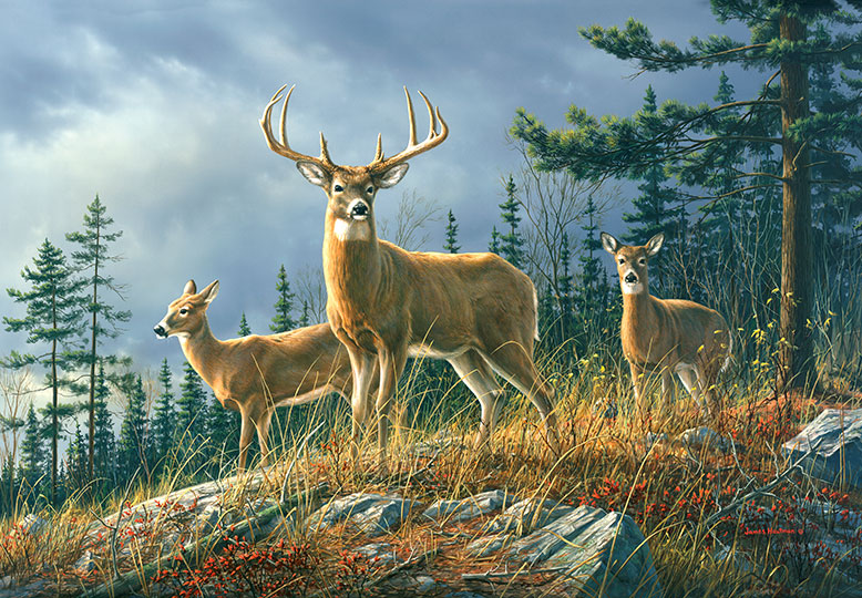 AUTUMN WHITETAILS