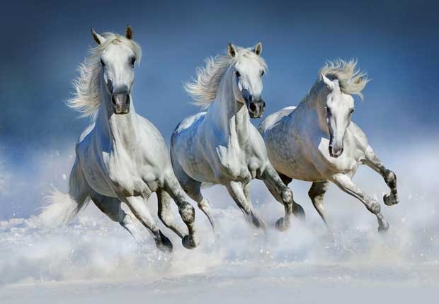 ARABIAN HORSES