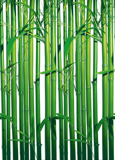 BAMBOO