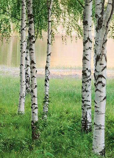 NORDIC FOREST