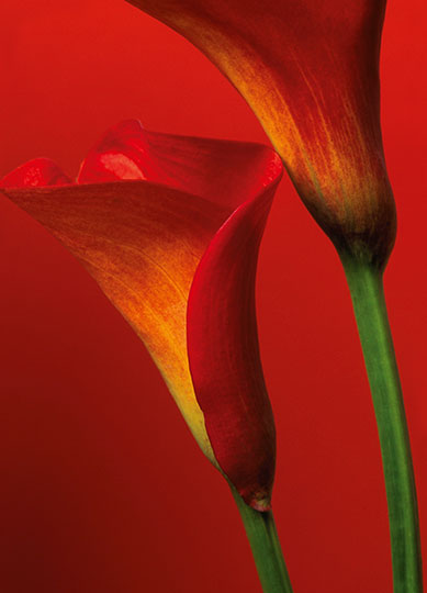 RED CALLA LILIES