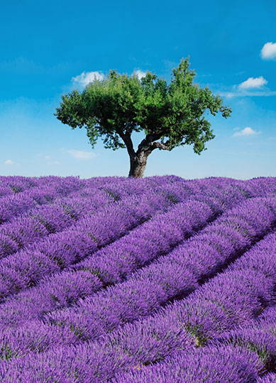 PROVENCE