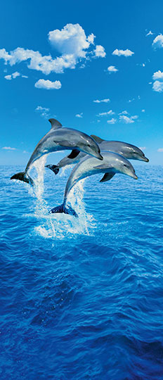  THREE DOLPHINS