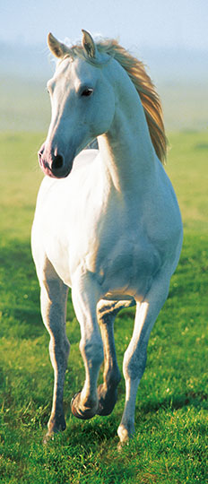 WHITE HORSE