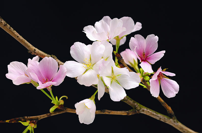 CHERRY BLOSSOMS