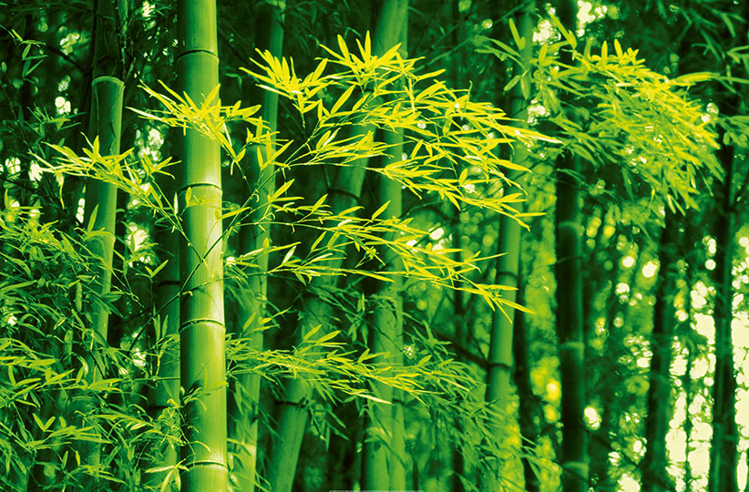 BAMBOO IN SPRING