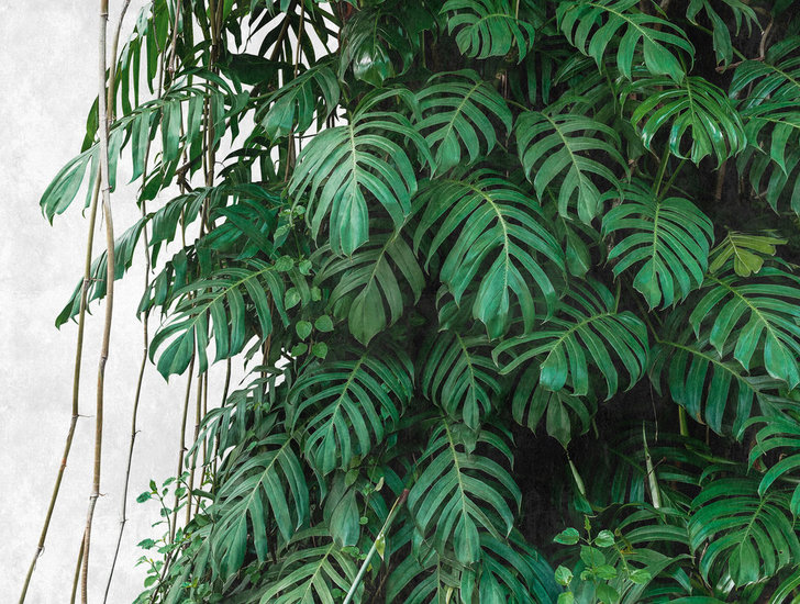BOTANIC & JUNGLE
